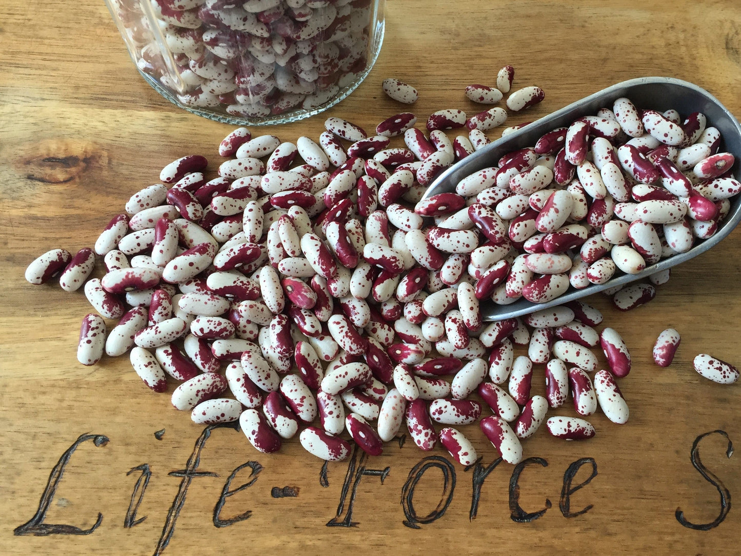 Bean Bush, Jacob`s Cattle - LifeForce Seeds