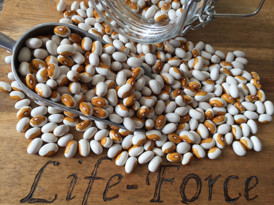 Bean Bush, Maine Yellow eyes - LifeForce Seeds