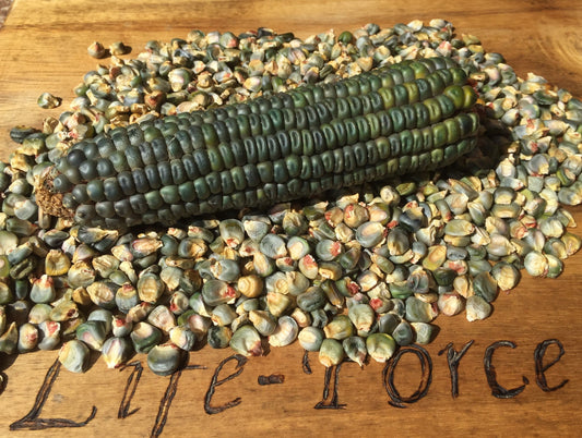 Corn Oaxaca Green - LifeForce Seeds