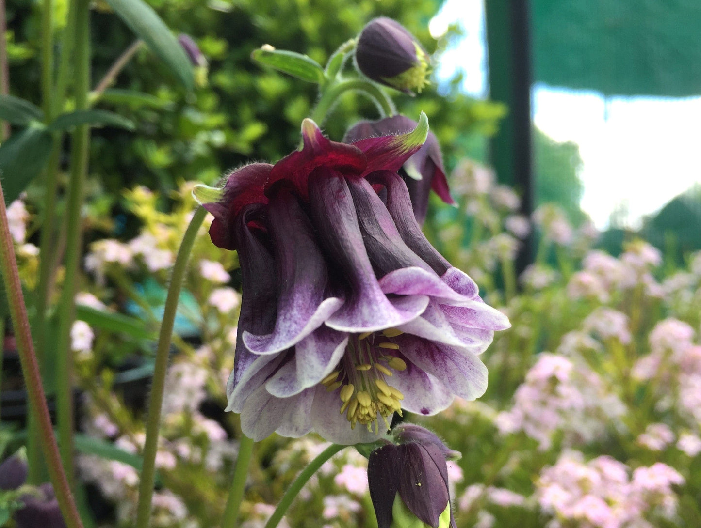 Aquilegia Double Pleat Blackberry - LifeForce Seeds