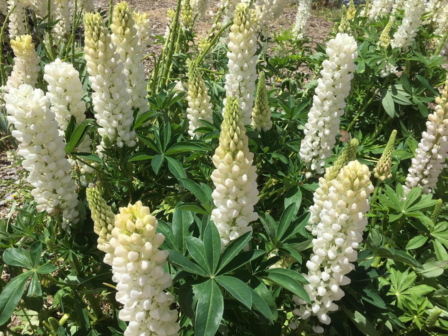 Lupin Russell, Noble Maiden - LifeForce Seeds
