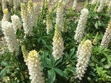 Lupin Russell, Noble Maiden - LifeForce Seeds
