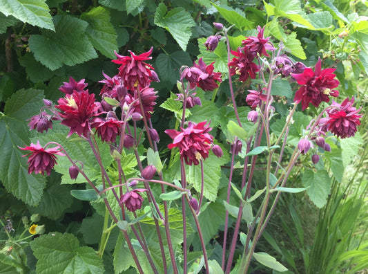 Aquilegia Ruby Port - LifeForce Seeds