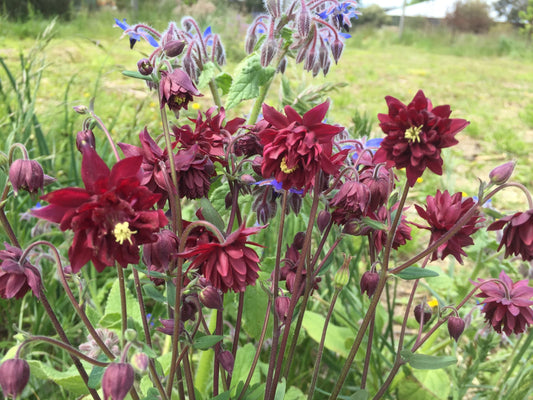 Aquilegia Ruby Port - LifeForce Seeds