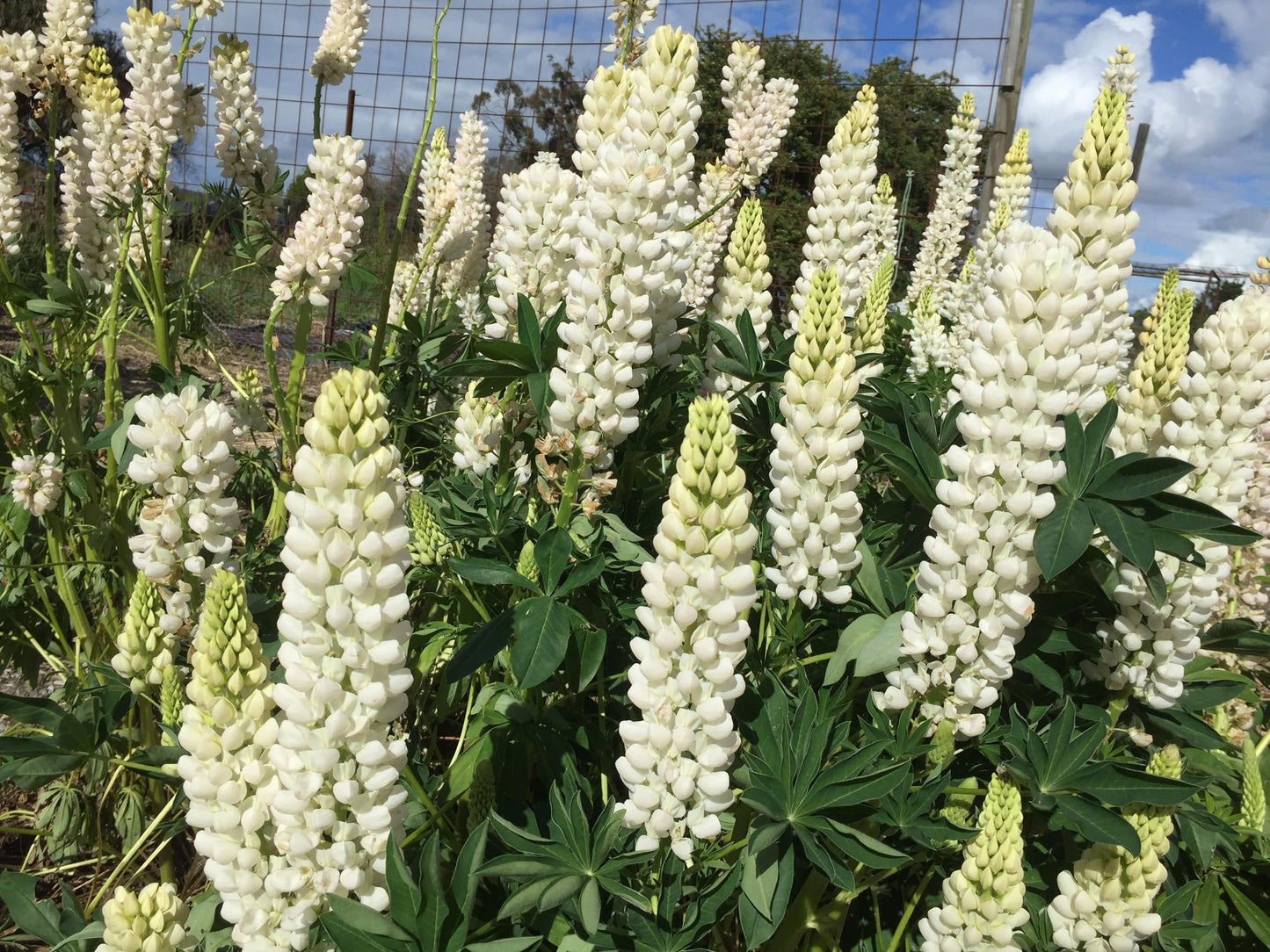 Lupin Russell, Noble Maiden - LifeForce Seeds