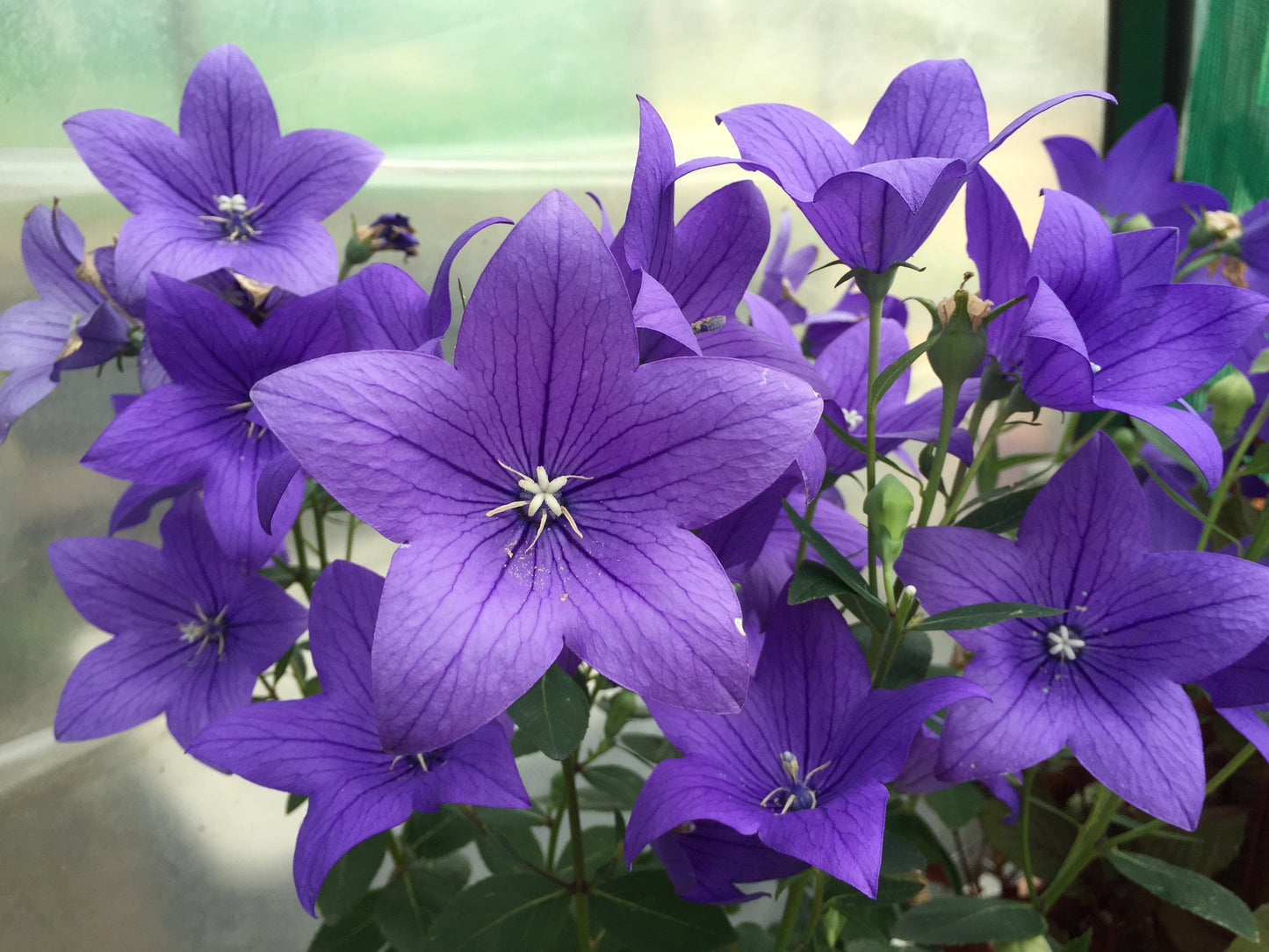 Balloon Flower Astra Blue - LifeForce Seeds