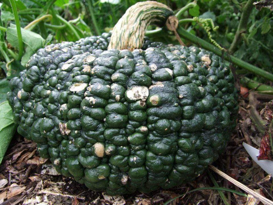 Pumpkin, Australian Ironbark - LifeForce Seeds