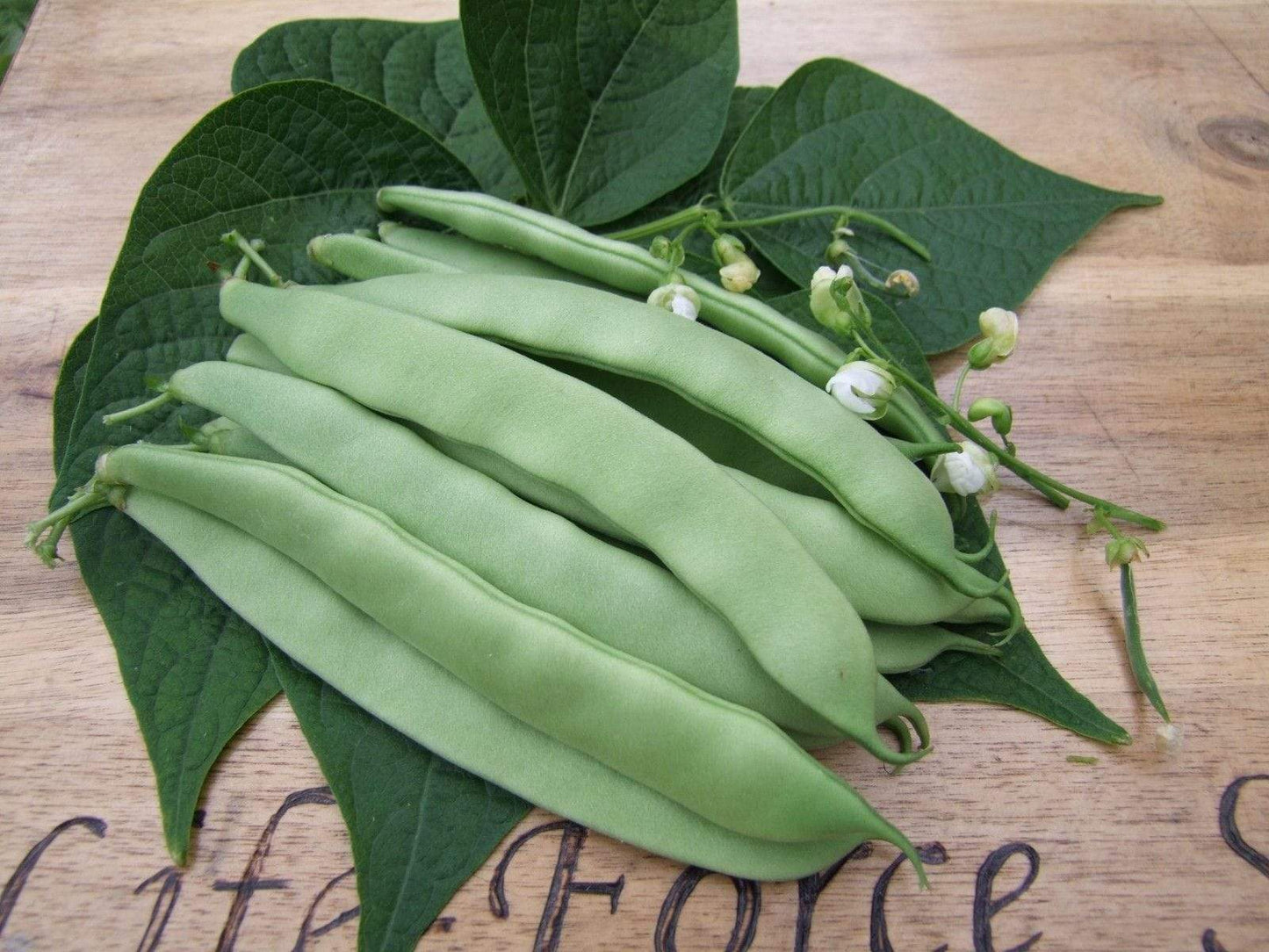 Bean Bush Italian Romano - LifeForce Seeds