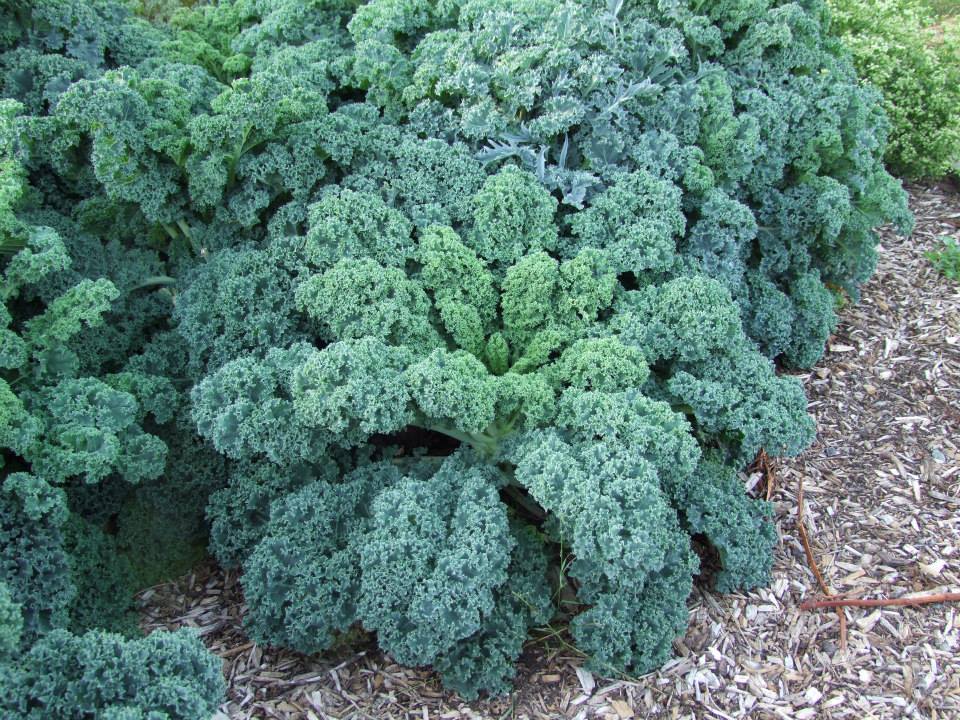 Kale, Blue Curled - LifeForce Seeds