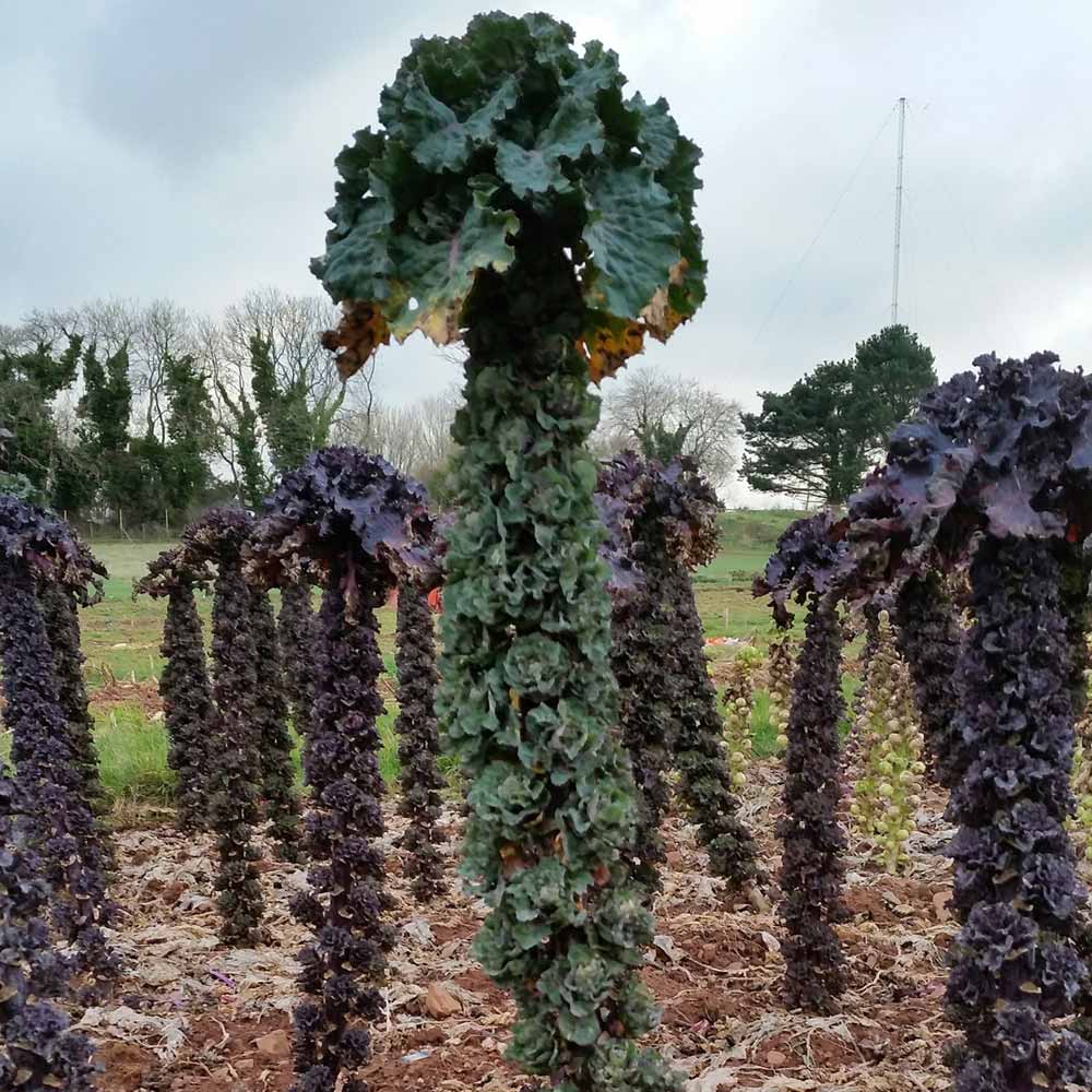 Kalettes, Petit Posy - LifeForce Seeds