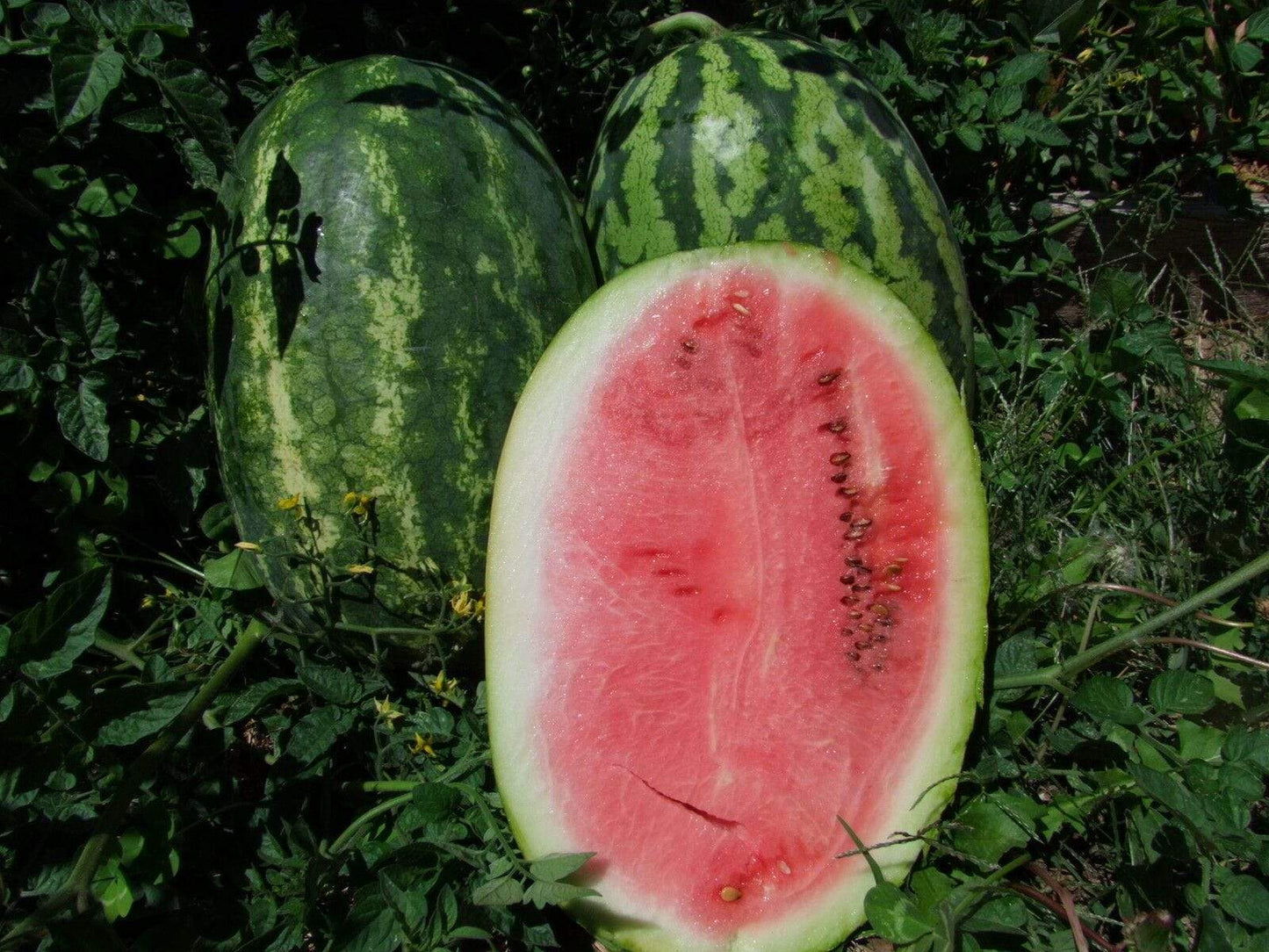 Watermelon, Klondike Blue Ribbon - LifeForce Seeds