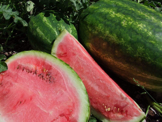 Watermelon, Klondike Blue Ribbon - LifeForce Seeds