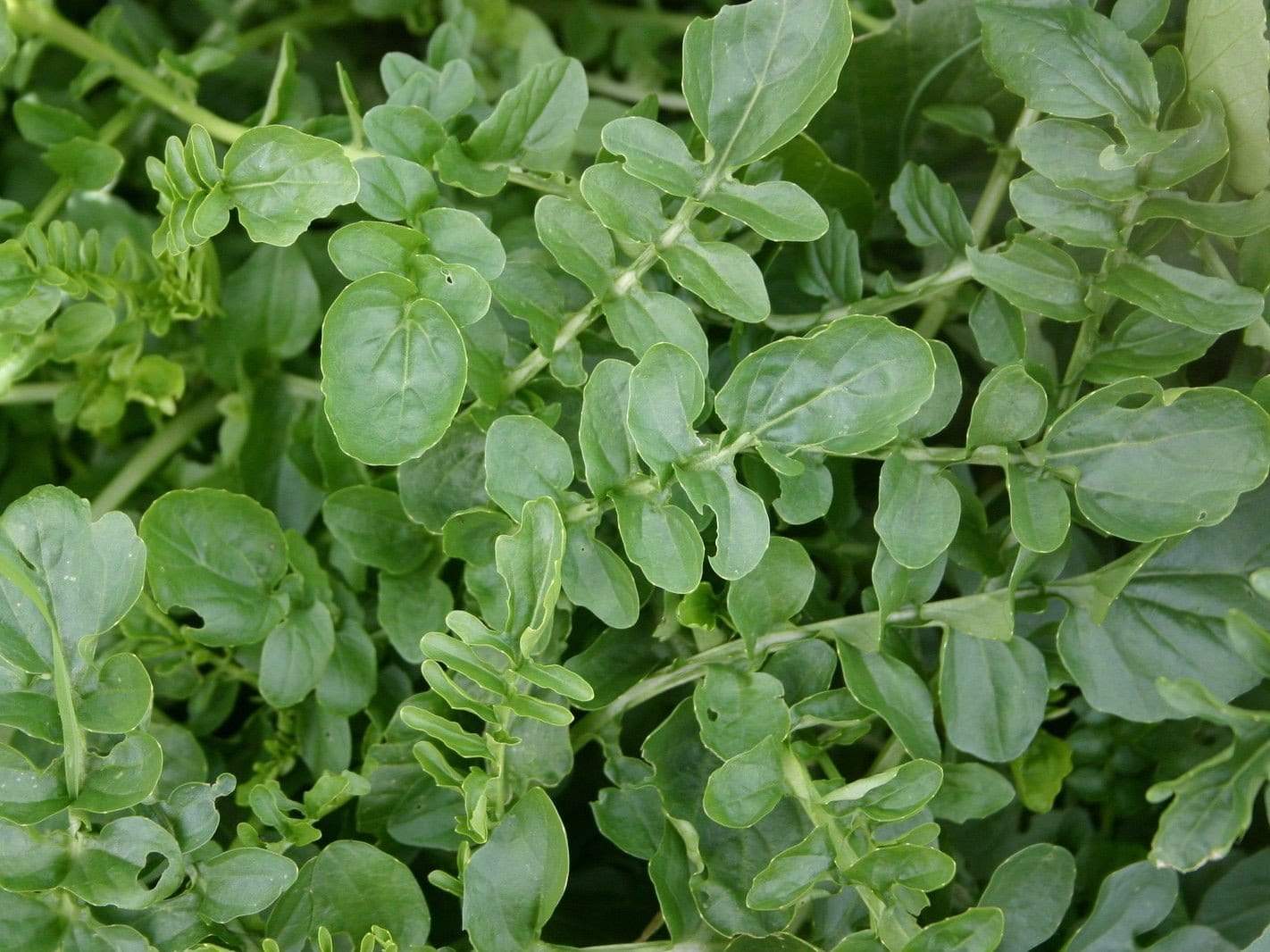 Land Cress