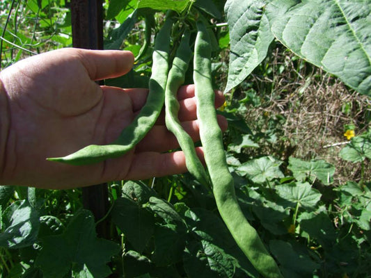 Bean Climbing Lazy Housewife - LifeForce Seeds