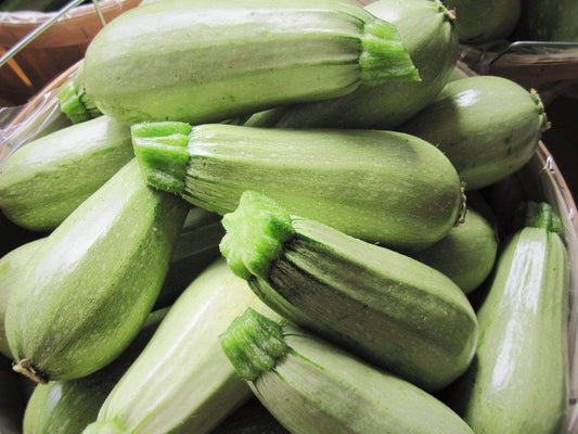 Zucchini, Lebanese - LifeForce Seeds