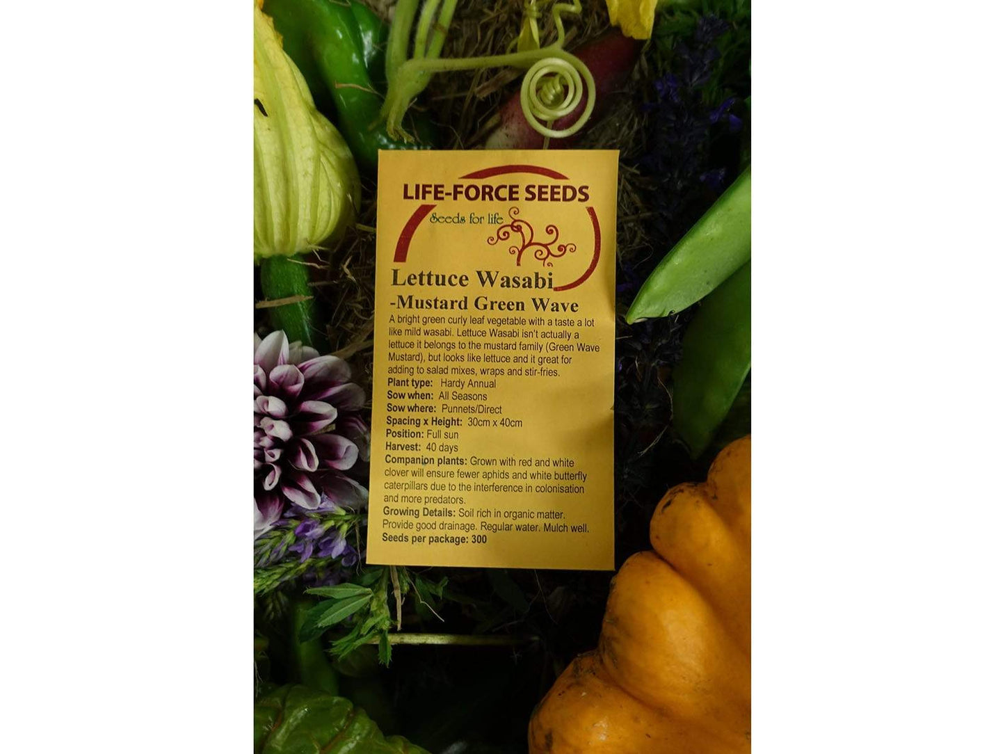 Lettuce Wasabi - LifeForce Seeds