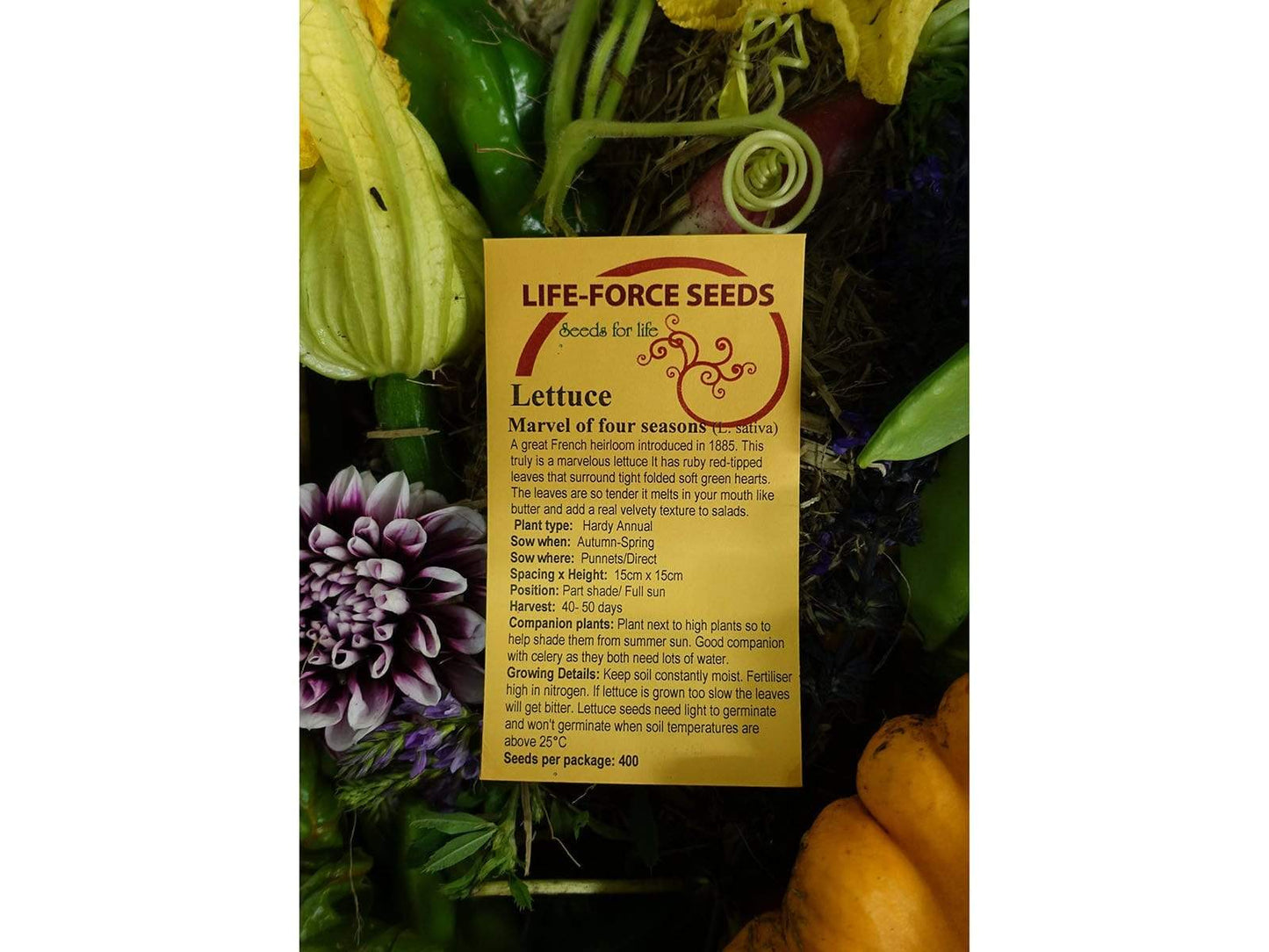 Lettuce Marvel of four seasons - LifeForce Seeds