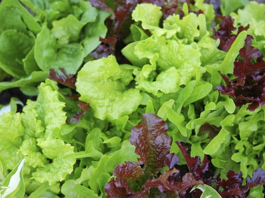 Lettuce Mix Pick & Eat - LifeForce Seeds