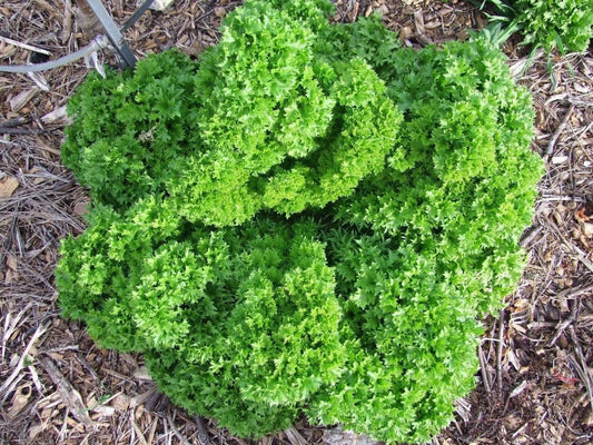 Lettuce Wasabi - LifeForce Seeds
