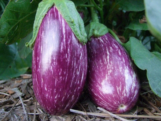 Eggplant, Listada de Gandia - LifeForce Seeds