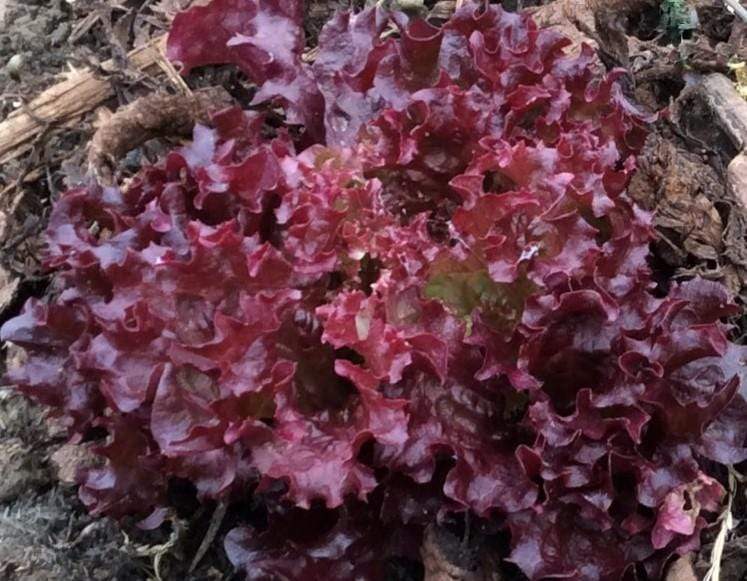 Lettuce Lollo Rosso - LifeForce Seeds