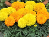 Marigold Crackerjack Mix - LifeForce Seeds