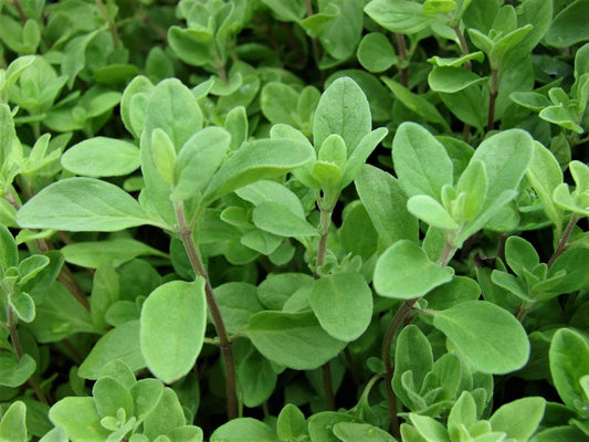 Marjoram Sweet - LifeForce Seeds