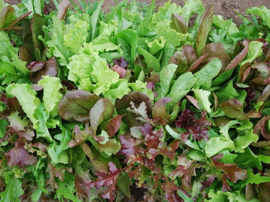Mesclun Salad Mix - LifeForce Seeds
