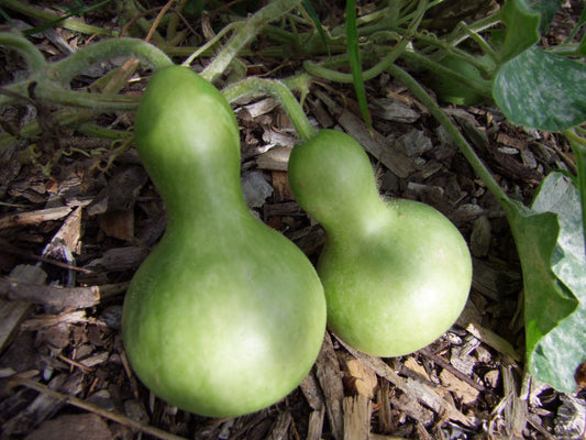 Gourd, Mini Bottle - LifeForce Seeds