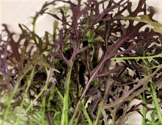 Mizuna, Red Streaks - LifeForce Seeds