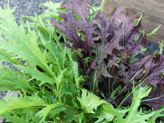 Mizuna, Green & Red Mix - LifeForce Seeds