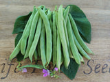 Bean Climbing Molly’s Zebra - LifeForce Seeds