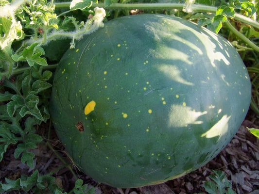 Watermelon, Moon and Stars - LifeForce Seeds