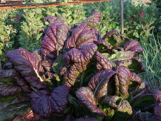 Mustard, Giant Red - LifeForce Seeds