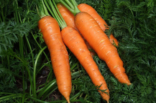 Carrot Nates - LifeForce Seeds