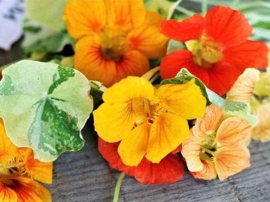 Nasturtium Alaska Mix - LifeForce Seeds