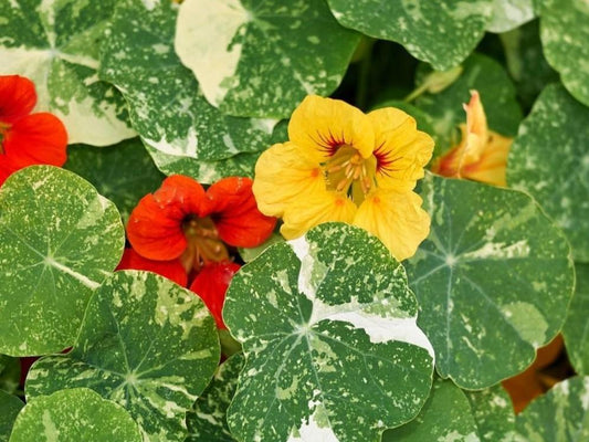 Nasturtium Alaska Mix - LifeForce Seeds
