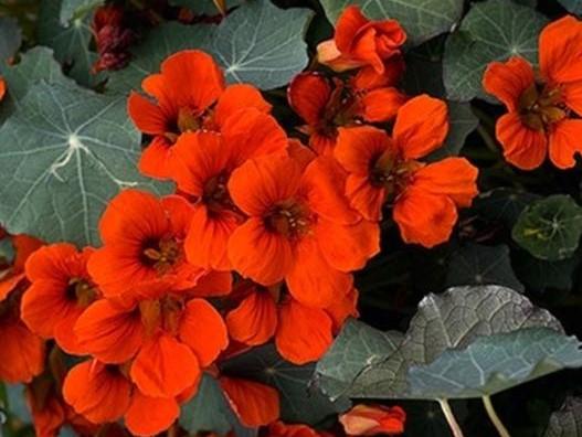 Nasturtium Empress of India - LifeForce Seeds