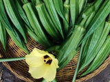 Okra, Clemsons Spineless - LifeForce Seeds