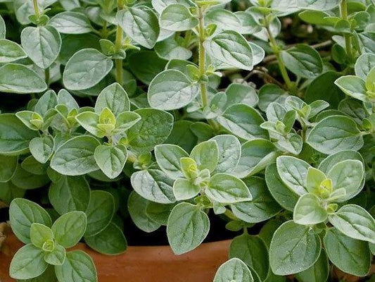 Oregano, Greek - LifeForce Seeds