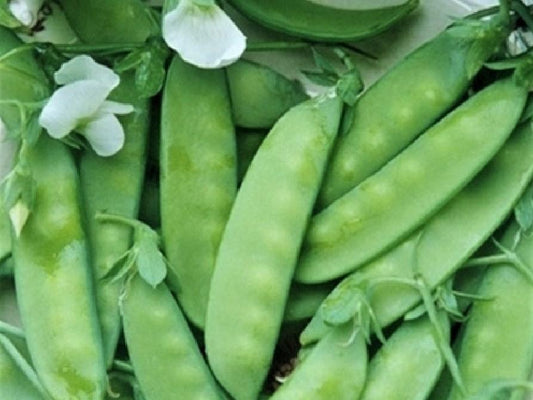 Snow Pea,  Oregon Sugar - LifeForce Seeds