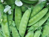 Snow Pea,  Oregon Sugar - LifeForce Seeds
