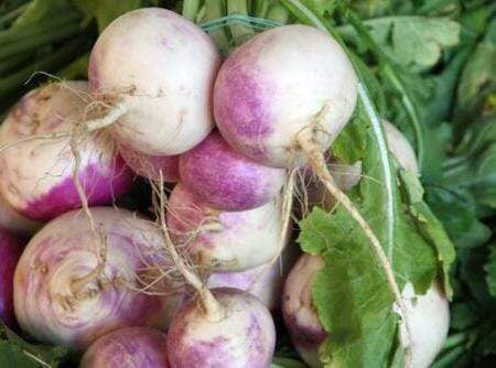 Turnip, Purple Top White Globe - LifeForce Seeds