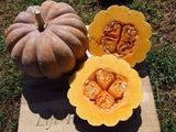 Pumpkin, Black Futsu - LifeForce Seeds