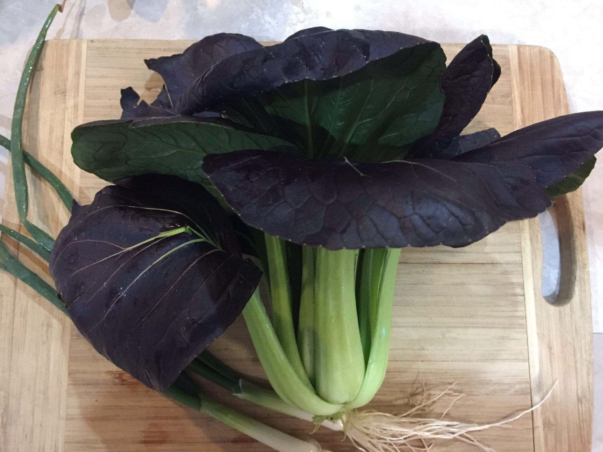 Pak Choi, Red Choi F1 - LifeForce Seeds