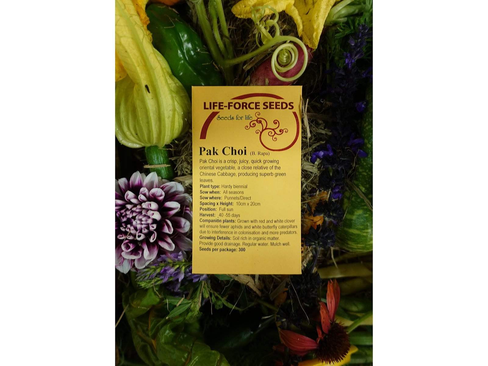 Pak Choi - LifeForce Seeds