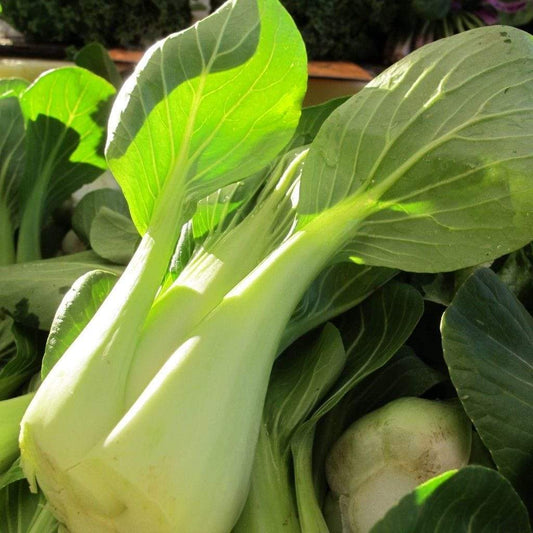 Pak Choi - LifeForce Seeds