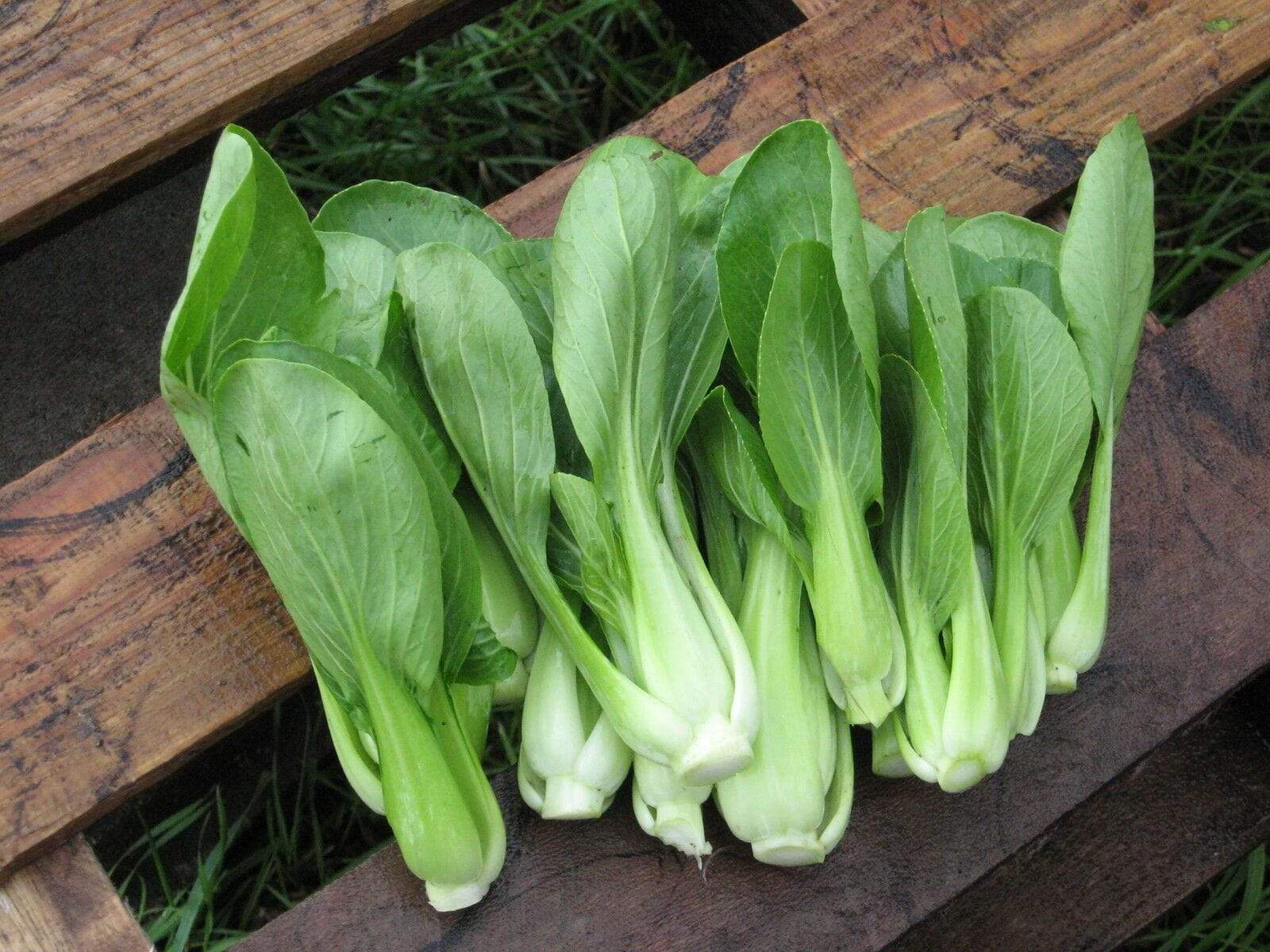 Pak Choi - LifeForce Seeds