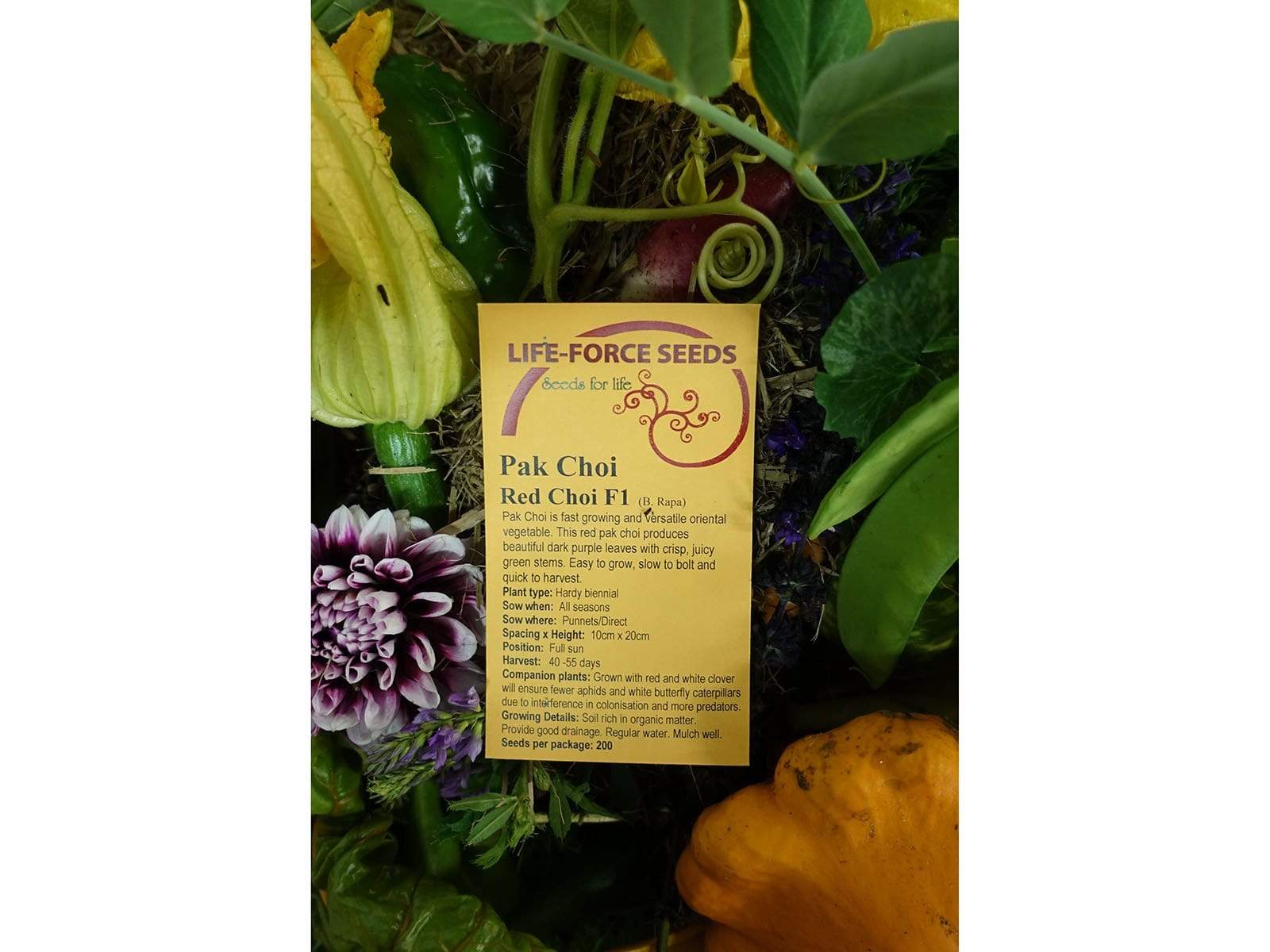 Pak Choi, Red Choi F1 - LifeForce Seeds