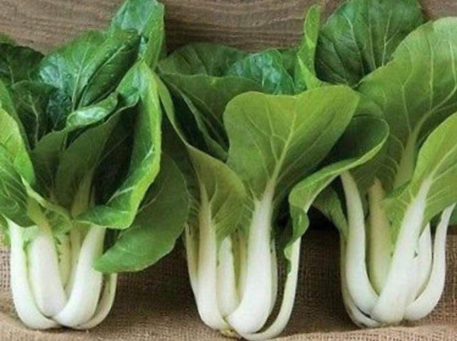Pak Choi,  White Stem F1 - LifeForce Seeds